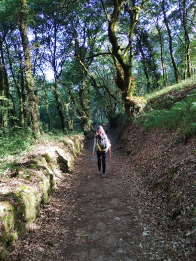 Caminho florestal entre Pontevedra e Caldas de Reis
