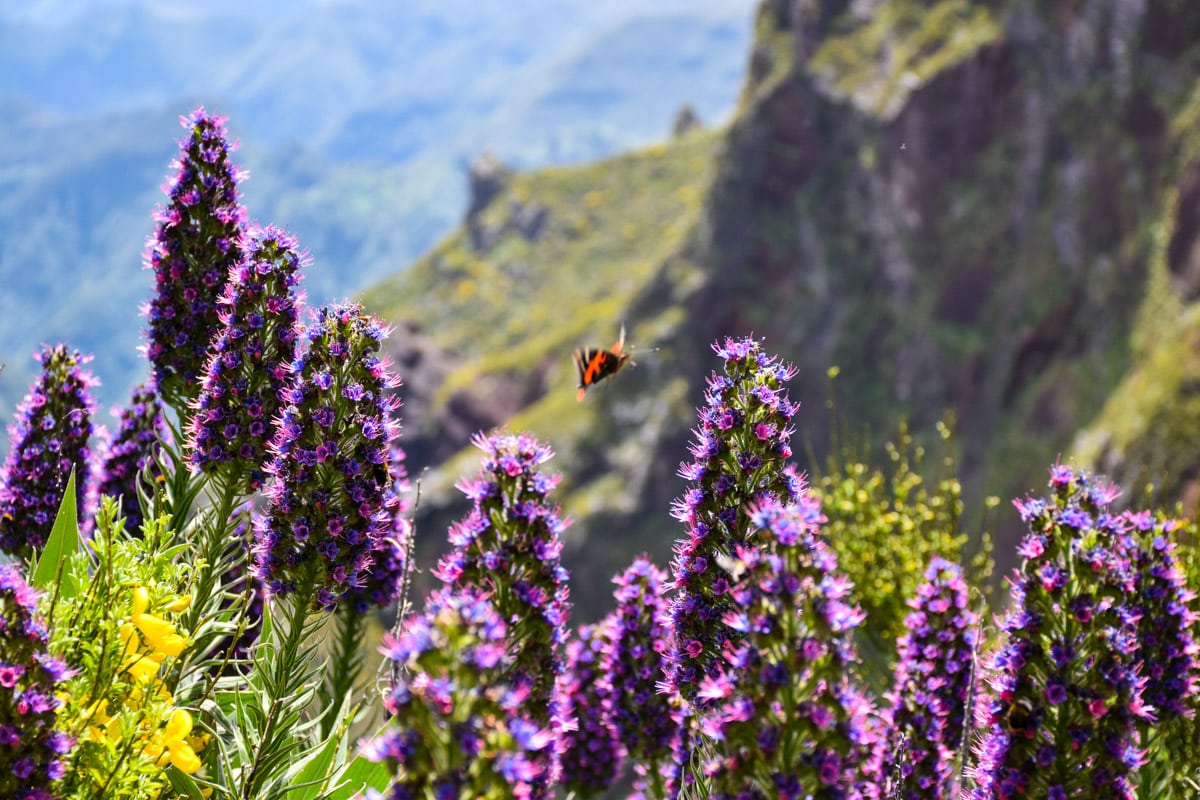 Os 13 locais que mais gostamos de visitar na Madeira