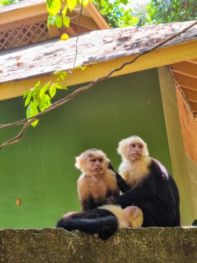 Macacos capuchinho no Parque Nacional Manuel Antonio