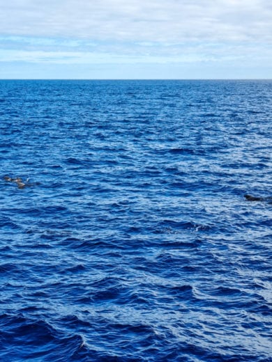 Golfinhos no Oceano Atlântico